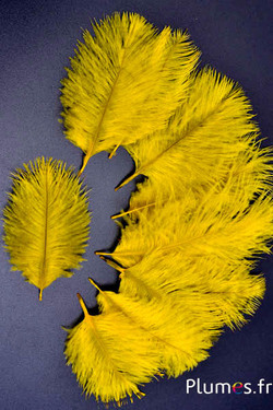 Struisvogel Bellies -8-13 cm - geel-grijs